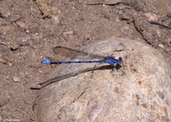 Argia vivida