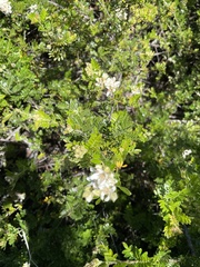 Osteomeles anthyllidifolia