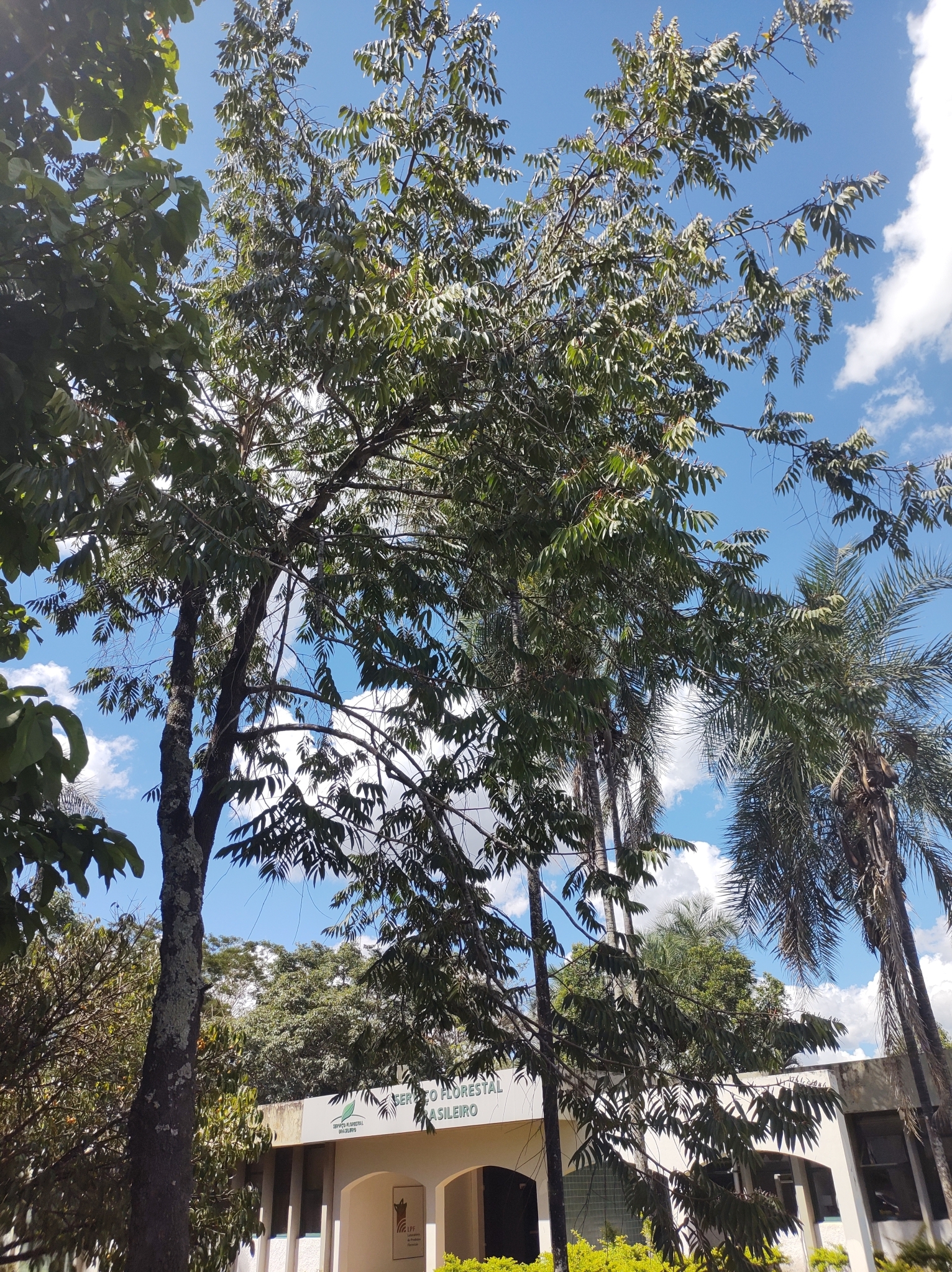 Imagem de Pindaíba
