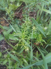 Galium aparine