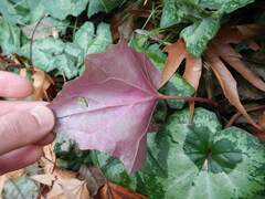 Cyclamen cyprium