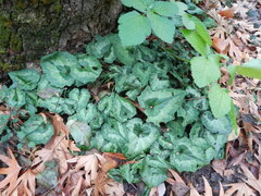 Cyclamen cyprium