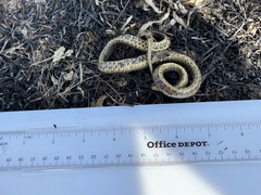 Lampropeltis holbrooki