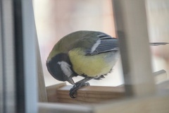 Parus major
