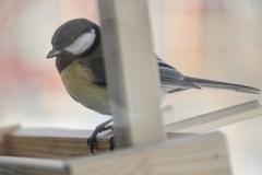 Parus major