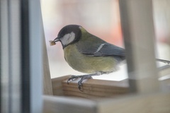 Parus major