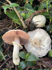 Agaricus xanthodermus