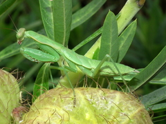 Polyspilota aeruginosa