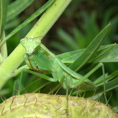 Polyspilota aeruginosa