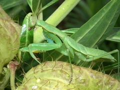 Polyspilota aeruginosa