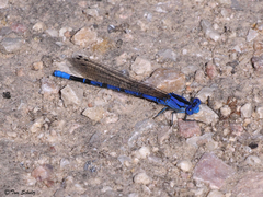 Argia vivida