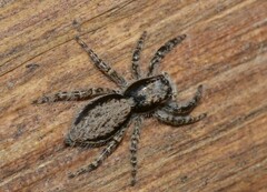 Menemerus taeniatus