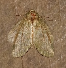 Disphragis