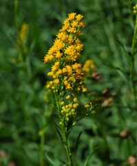 Solidago confinis