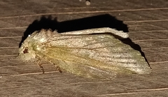 Disphragis