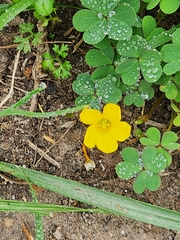 Oxalis dillenii