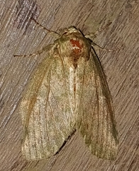 Disphragis