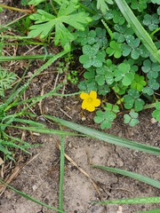 Oxalis dillenii