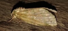 Disphragis