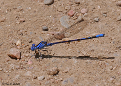 Argia vivida