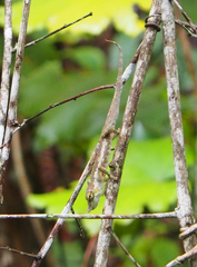 Calumma nasutum