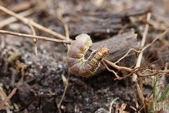 Lacosomini
