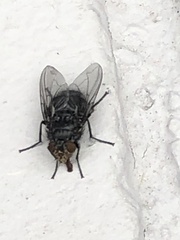 Calliphora vicina
