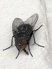 Calliphora vicina