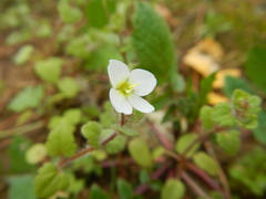Veronica cymbalaria