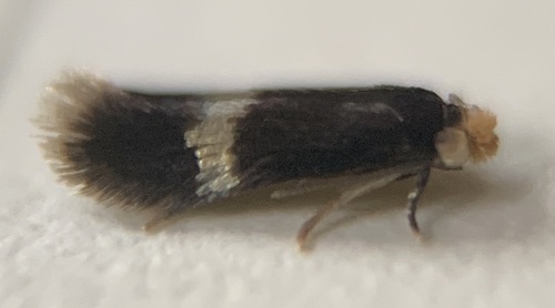 Stigmella corylifoliella photo 2