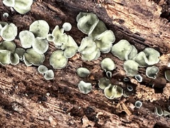 Chlorosplenium chlora