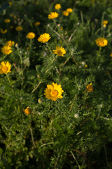Anacyclus radiatus