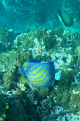 Pomacanthus annularis