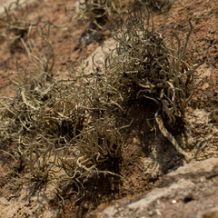 Ramalina cuspidata