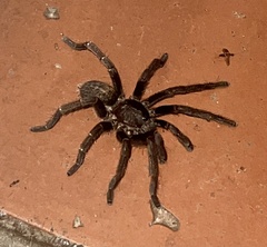 Harpactirinae