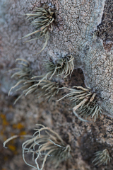 Ramalina cuspidata