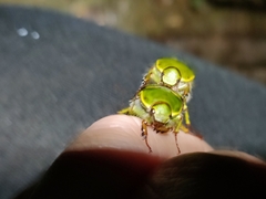 Stethaspis suturalis