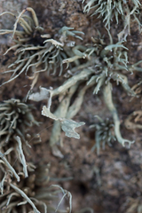 Ramalina siliquosa