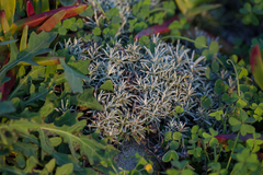 Helichrysum italicum