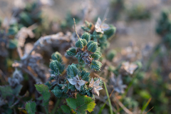 Crucianella maritima