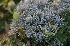 Helichrysum italicum