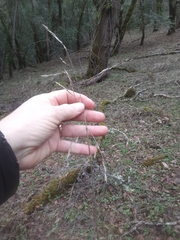 Festuca californica