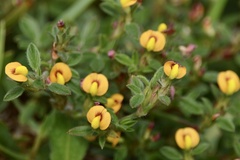 Stylosanthes viscosa