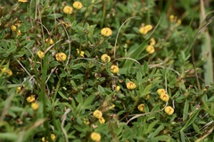 Stylosanthes viscosa