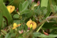 Stylosanthes viscosa