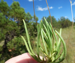 Phemeranthus confertiflorus