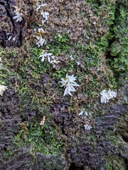 Mucronella fusiformis