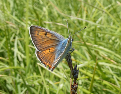 Lycaena alciphron