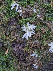 Mucronella fusiformis