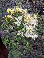 Mucronella fusiformis